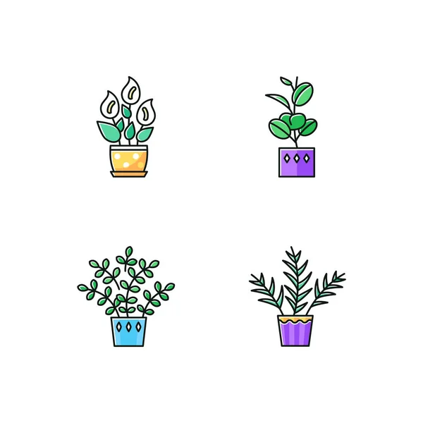 Plantas de interior Conjunto de iconos de color RGB. Plantas domésticas. Ornio domesticado — Archivo Imágenes Vectoriales