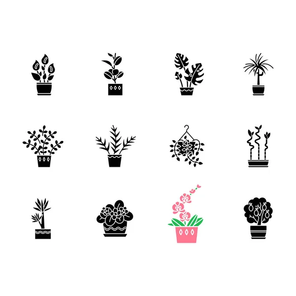 Houseplants black glyph icons set on white space. Indoor plants. — 스톡 벡터