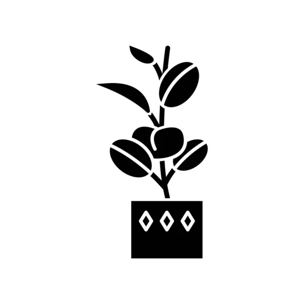 Ficus elastic tica black glyph图标。橡胶无花果印度树。盆栽 — 图库矢量图片