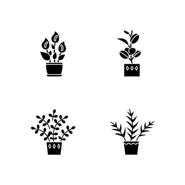 Plantas de interior iconos glifo negro establecidos en el espacio en blanco. Plantas domésticas . — Vector de stock