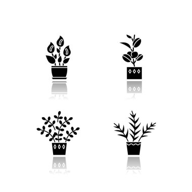 Evcilleştirilmiş bitkiler siyah simge ikonlarını düşürür. Ev bitkileri. İç mekan bitkileri. Doğal ev, ofis dekorasyonu. Pothos, Dracena. Canavar, şanslı bambu. Beyaz uzayda izole vektör çizimleri