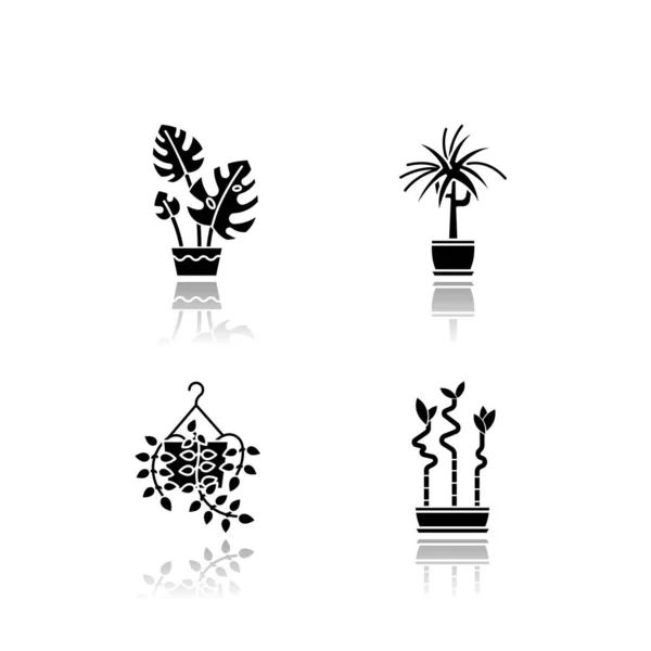 Εσωτερικά φυτά πτώση σκιά μαύρο εικονίδια glyph που. Νοικοκυριά. Οικόσιτα διακοσμητικά φυτά. Σπίτι, διακόσμηση γραφείου. Κρίνο ειρήνης, φυτό zz. Παλάμη, φίκος. Μεμονωμένες διανυσματικές απεικονίσεις σε λευκό χώρο — Διανυσματικό Αρχείο