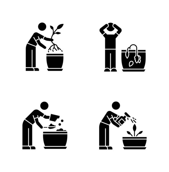 Indoor gardening stages black glyph icons set on white space. Plant cultivation. Replanting, repotting. Wilting flower. Preparing soil for planting. Silhouette symbols. Vector isolated illustration