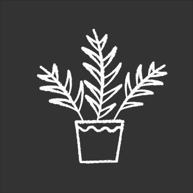 Siyah arkaplanda beyaz tebeşir ikonu. Chamaedorea elegans. Neanthe bella palmiye. Majesteleri Palm. Kapalı alan tropikal bitki. Yapraklı dekoratif ev bitkisi. İzole edilmiş vektör karatahta çizimi