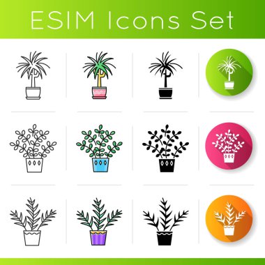 Evcilleştirilmiş bitki simgeleri ayarlandı. Ev bitkileri. Süslü bitkiler. Dracaena 'da. Salon palmiyesi, bitki. Doğrusal, siyah ve Rgb renk stilleri. Lineer siyah ve Rgb renk tarzları. İzole vektör çizimi