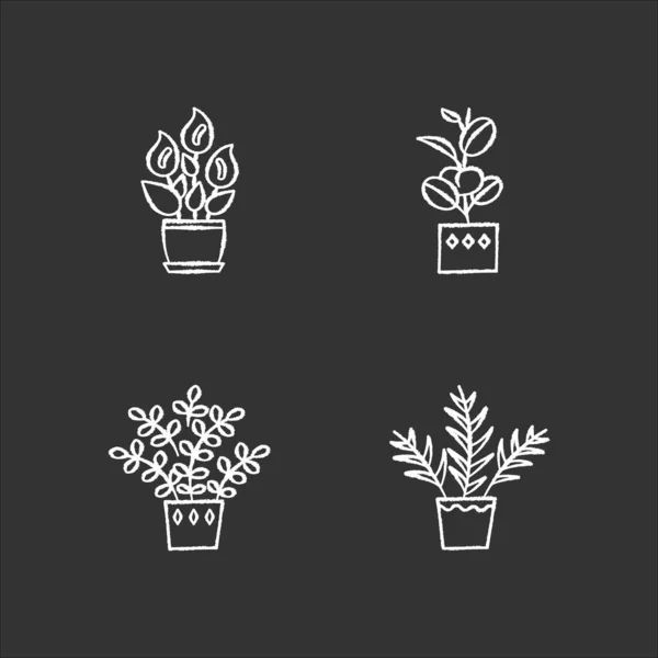 Внутренние Растения Мел Белые Иконки Установленные Черном Фоне Растения Одомашненные — стоковый вектор