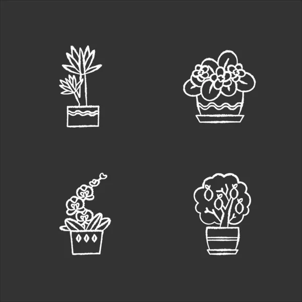 Plantas Interior Decorativas Tiza Iconos Blancos Establecidos Sobre Fondo Negro — Archivo Imágenes Vectoriales