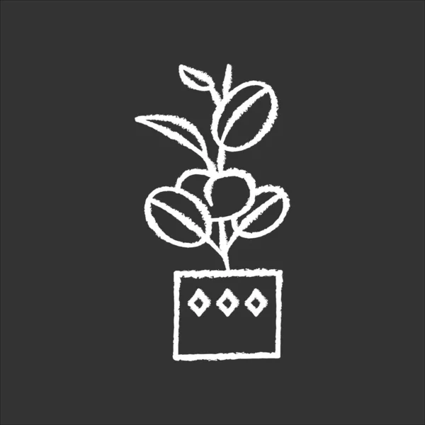 黑色背景上的Ficus Elastic Tica粉笔白色图标 橡胶无花果印度树 有椭圆形叶子的盆栽室内植物 装饰叶状室内植物 家居装饰 孤立的矢量黑板插图 — 图库矢量图片