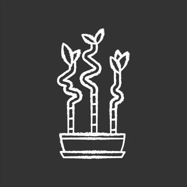 Τυχερό Μπαμπού Στελέχη Λευκό Εικονίδιο Κιμωλία Κατσαρόλα Μαύρο Φόντο Δράκαινα — Διανυσματικό Αρχείο