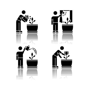 Kapalı alanda bahçıvanlık aşamaları siyah sembol simgelerini düşürür. Bitki yetiştiriciliği. Toprağı gübrelemek, çiçekleri sulamak. Bitkileri gün ışığına çıkarmak. Beyaz uzayda izole vektör çizimleri