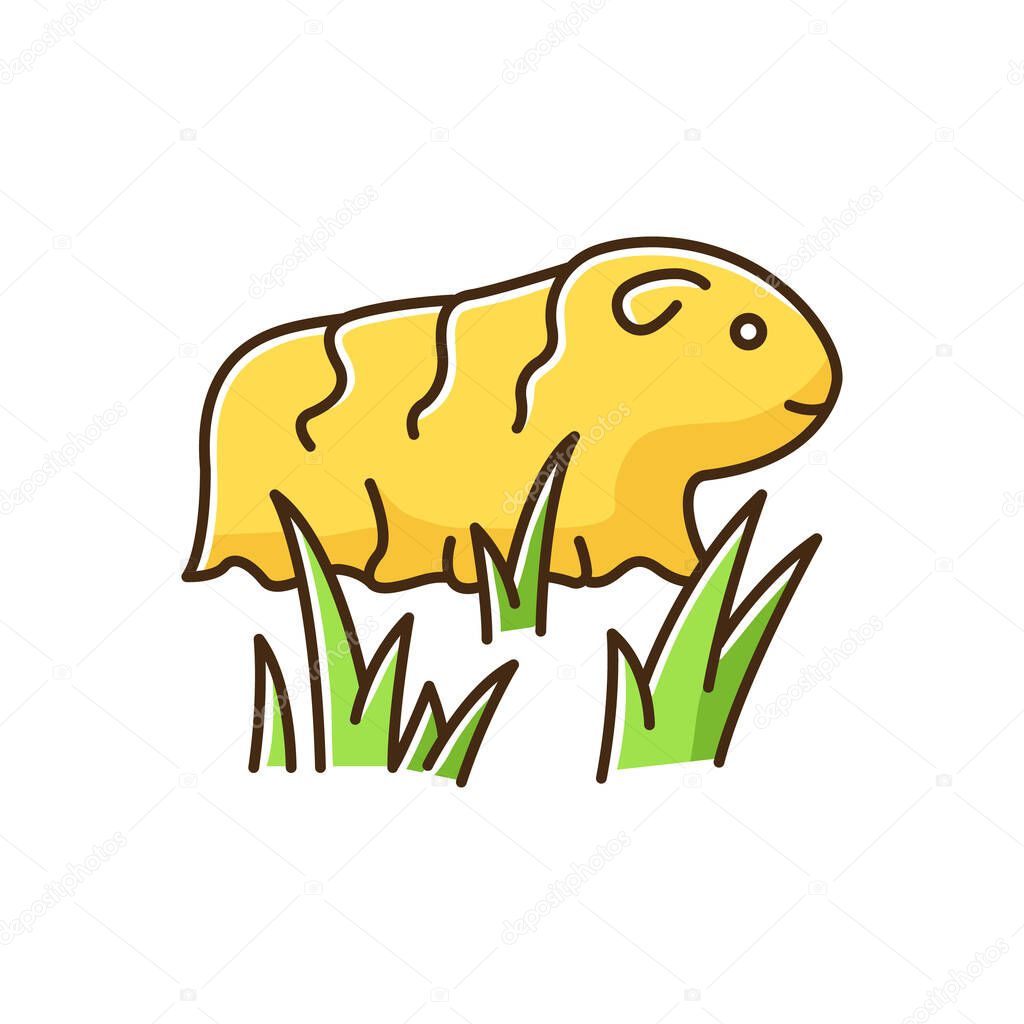 Guinea pig yellow RGB color icon. Shaggy rodent in grass. Pocket pet. Adorable domestic cavy in fresh air. Cute little cavia. Local Peruvian wildlife. Isolated vector illustration