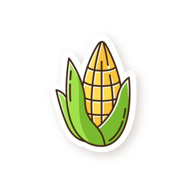 Mısır tarlası. Yapraklı mısır koçanı piposu. Tatlı mısır. Mısır gevreği hasadı. Geleneksel Güney Amerika tarımı. İspanyol ulusal tarımı. RGB renkli basılabilir etiket. Vektör izole illüstrasyonu