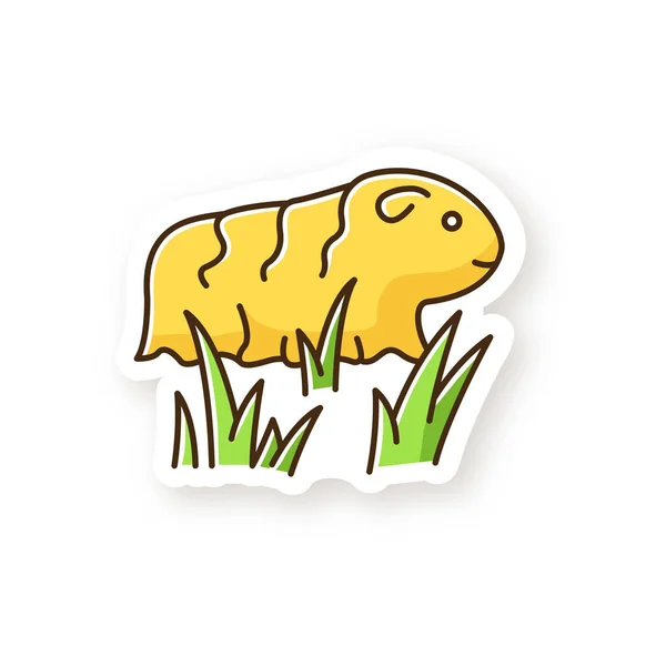 Meerschweinchenpflaster Zotteliges Nagetier Gras Taschenhaustier Entzückendes Häusliches Gedudel Frischer Luft — Stockvektor