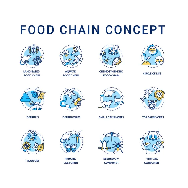 Konsep Rantai Makanan Sudah Diatur Konsumen Primer Sekunder Dan Tersier Stok Vektor