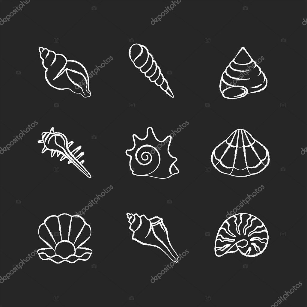 Sea shells chalk white icons set on black background. Various molluscan shells, conchology Aquatic souvenirs, seashells collection. Various cockleshell isolated vector chalkboard illustrations