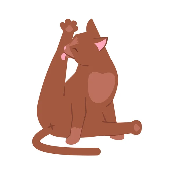 猫の舐め足半フラットRgbカラーベクトルイラスト 愛らしい茶色の子猫は 白い背景に独立した漫画のキャラクターを掃除します 衛生面は かわいい家畜の洗濯 — ストックベクタ
