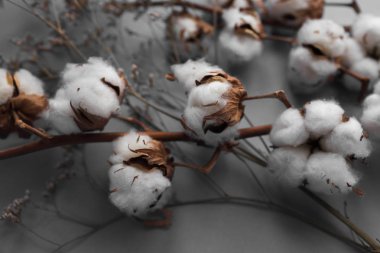 Beyaz arka plan ile pamuk fabrikası Şubesi