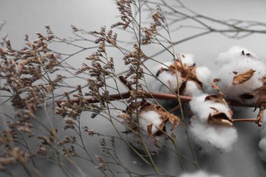 Beyaz arka plan ile pamuk fabrikası Şubesi