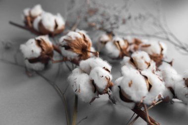 Beyaz arka plan ile pamuk fabrikası Şubesi