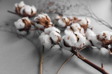 Beyaz arka plan ile pamuk fabrikası Şubesi