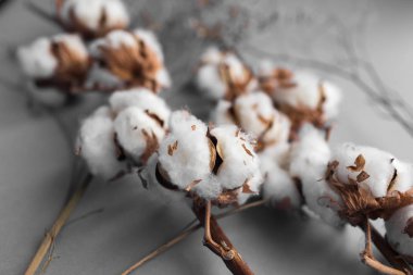 Beyaz arka plan ile pamuk fabrikası Şubesi