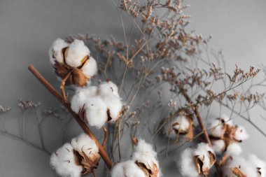 Beyaz arka plan ile pamuk fabrikası Şubesi