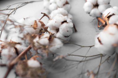 Beyaz arka plan ile pamuk fabrikası Şubesi