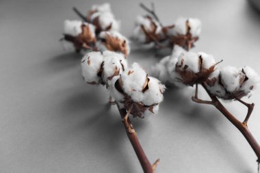 Beyaz arka plan ile pamuk fabrikası Şubesi