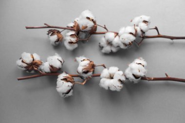 Beyaz arka plan ile pamuk fabrikası Şubesi