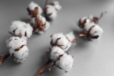 Beyaz arka plan ile pamuk fabrikası Şubesi