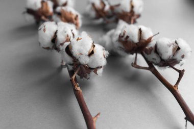 Beyaz arka plan ile pamuk fabrikası Şubesi