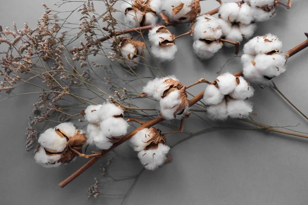 Fundo branco com ramo de planta de algodão — Fotografia de Stock