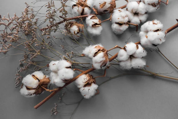 White background with branch of cotton plant — Stock Photo, Image