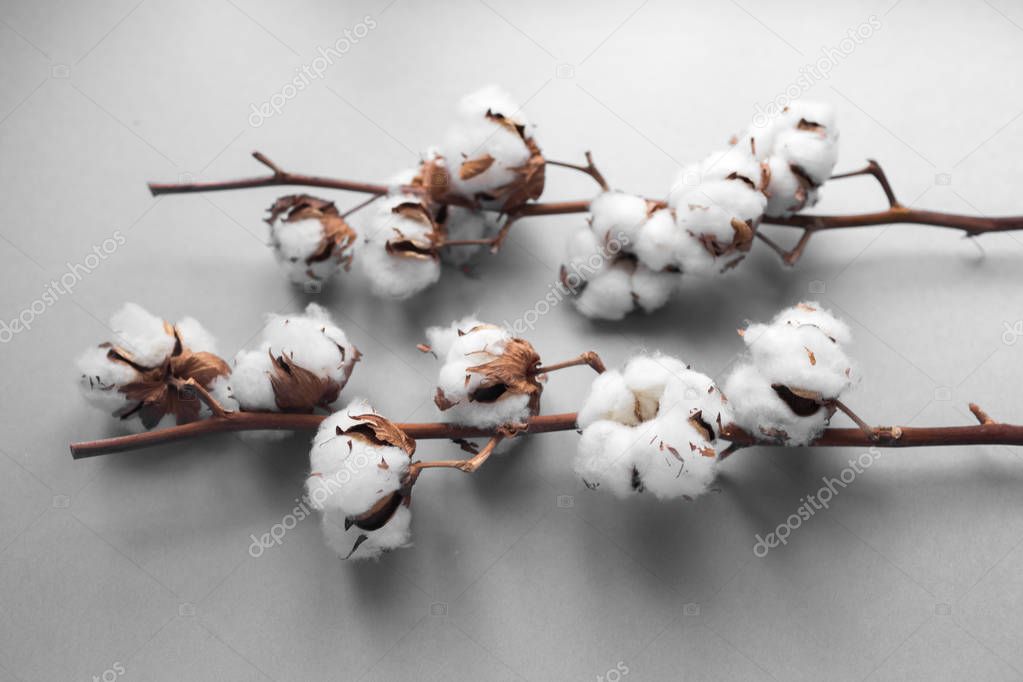 White background with branch of cotton plant