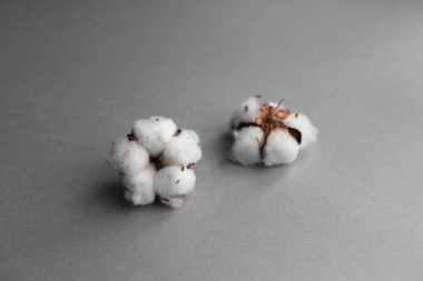 Beyaz arka plan ile pamuk fabrikası Şubesi