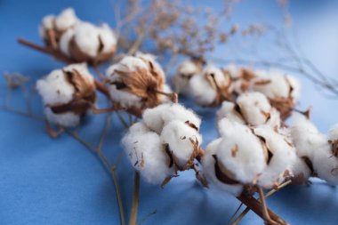 Pamuk bitkisinin şube ile mavi arka plan