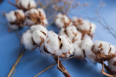 Pamuk bitkisinin şube ile mavi arka plan