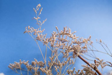 Pamuk bitkisinin şube ile mavi arka plan