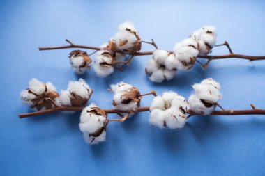 Pamuk bitkisinin şube ile mavi arka plan