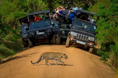Safari jeep. Leopar.