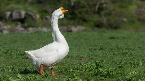 Portrait of a white goose. Close-up. — Stock Photo, Image