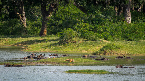 National parks Yala, Sri Lanka, - May 26, 2016: Safari. Buffaloes are cooling in the lake.