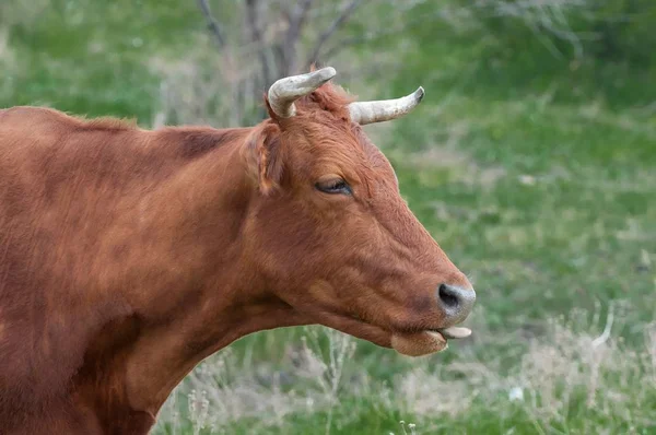 Muso marrone mucca primo piano su uno sfondo di erba verde — Foto Stock