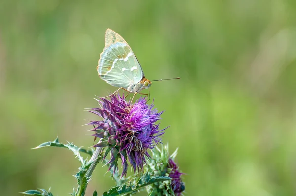大きなアザミを食べて美しい蝶。テングのクローズ アップ. — ストック写真