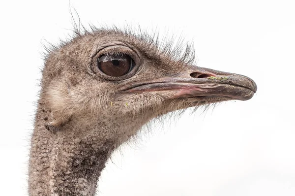 Bir close-up bir devekuşu. En büyük uçamayan kuş. — Stok fotoğraf