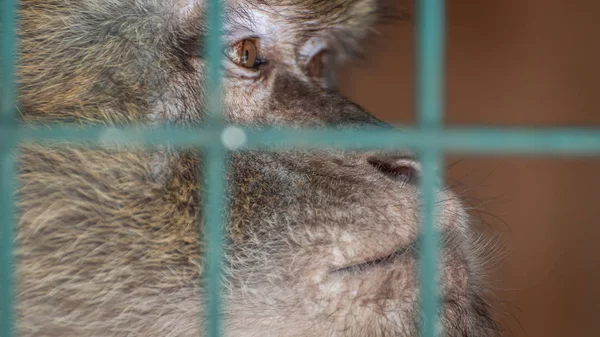 Parmaklıklar arkasında bir kafeste maymun. Duygu üzüntü, umutsuzluk, depresyon. Tutsak bir hayvanı. Üzgün bak.