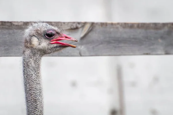Bir close-up bir devekuşu. En büyük uçamayan kuş. — Stok fotoğraf