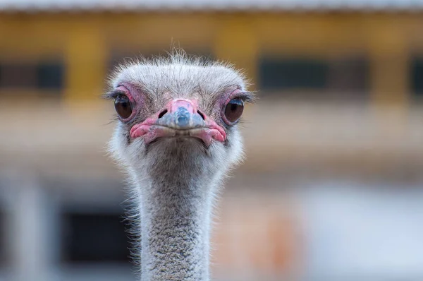 Bir close-up bir devekuşu. En büyük uçamayan kuş. — Stok fotoğraf