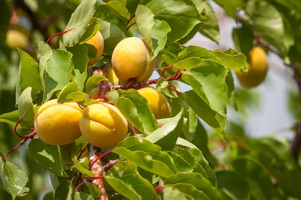 Demet güneşli bir dal olgun kayısı.