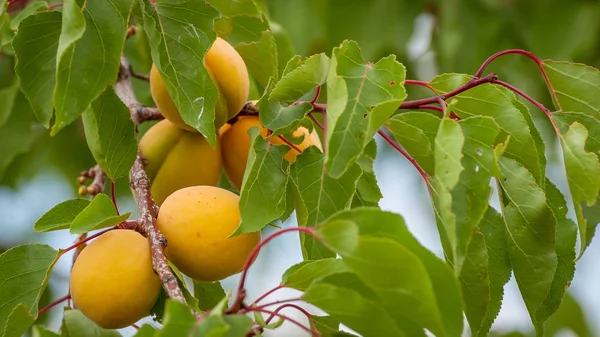 Demet güneşli bir dal olgun kayısı.